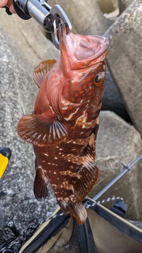 キジハタの釣果