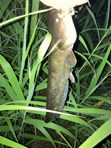 ニホンナマズの釣果