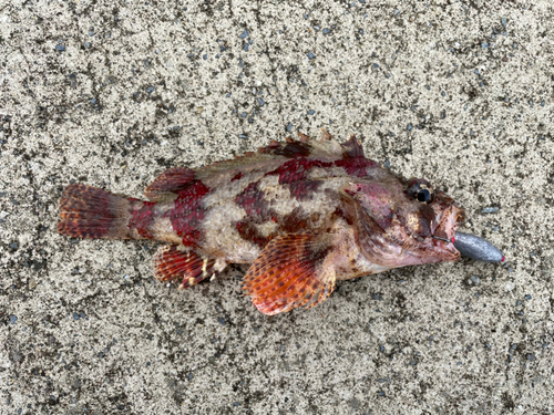 ヨロイメバルの釣果