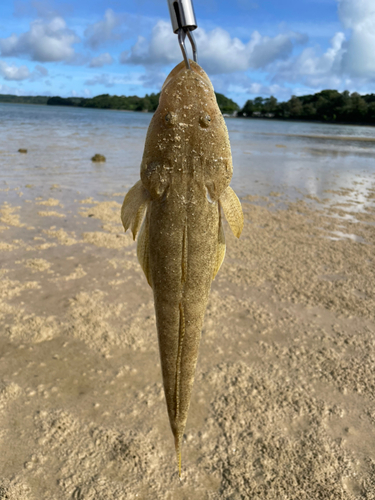 ミナミマゴチの釣果