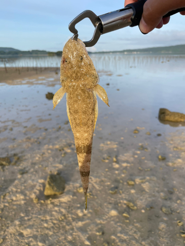 ミナミマゴチの釣果