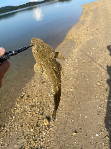 ミナミマゴチの釣果