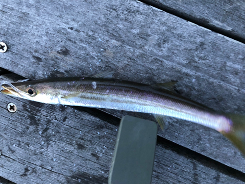 カマスの釣果