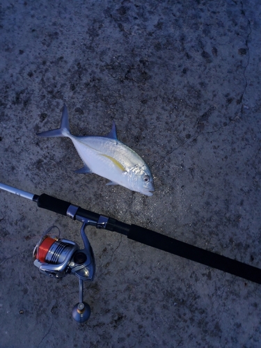 オニヒラアジの釣果