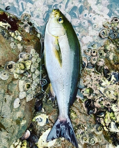 イサキの釣果