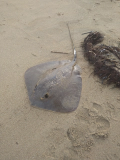 アカエイの釣果