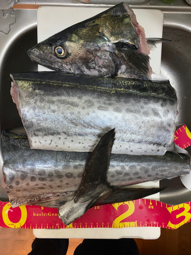 サワラの釣果