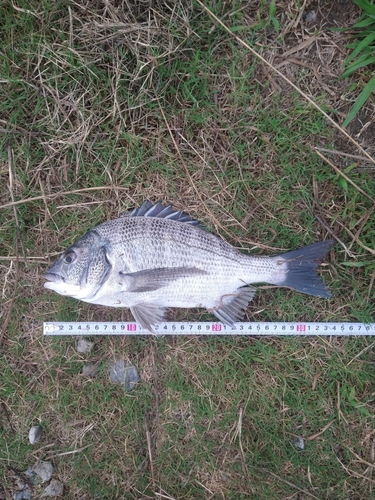 チヌの釣果