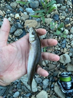 ニゴイの釣果