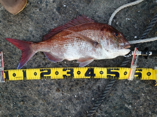 マダイの釣果