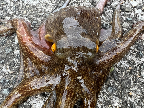 タコの釣果