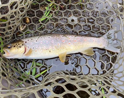 ブラウントラウトの釣果