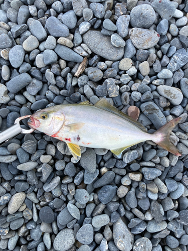 ショゴの釣果