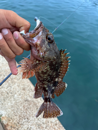 カサゴの釣果