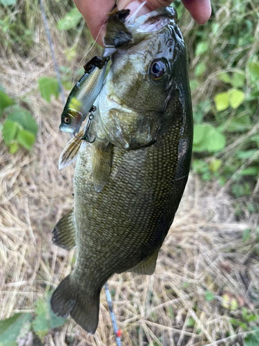 スモールマウスバスの釣果