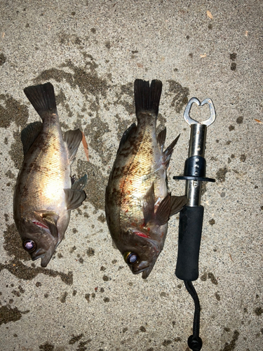 メバルの釣果