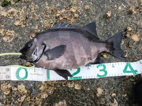 イシダイの釣果