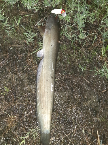 ナマズの釣果