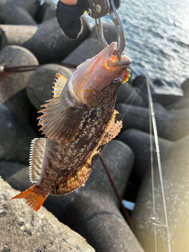 アイナメの釣果