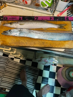 カマスの釣果