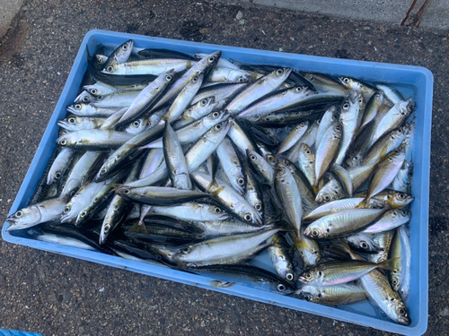 アジの釣果