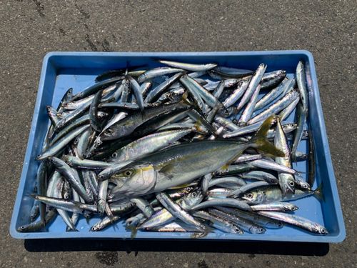 カタクチイワシの釣果