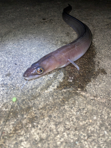 アナゴの釣果