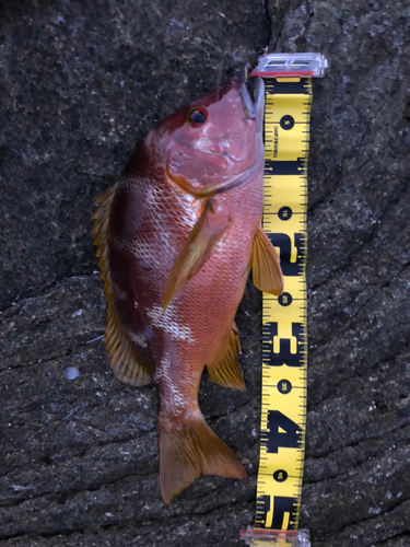 シブダイの釣果