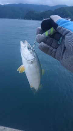 ワカシの釣果