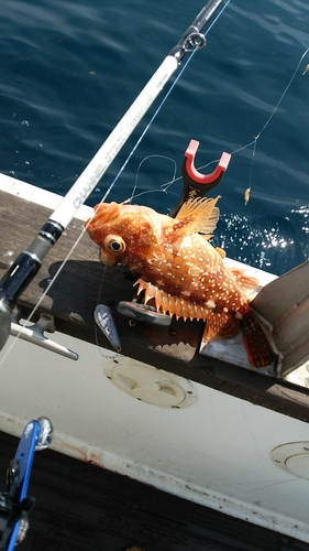 アラカブの釣果