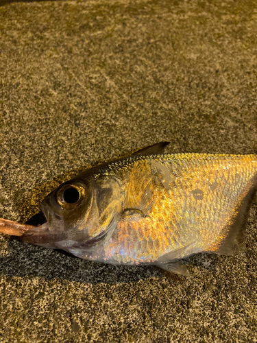 ハタンポの釣果