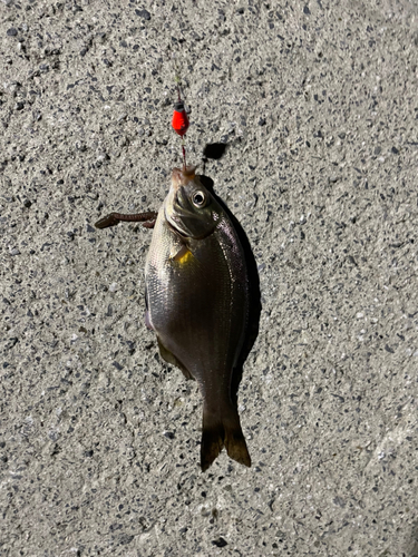 ウミタナゴの釣果