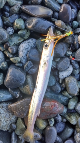 カマスの釣果