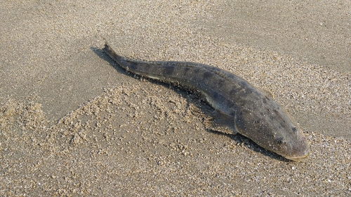 マゴチの釣果