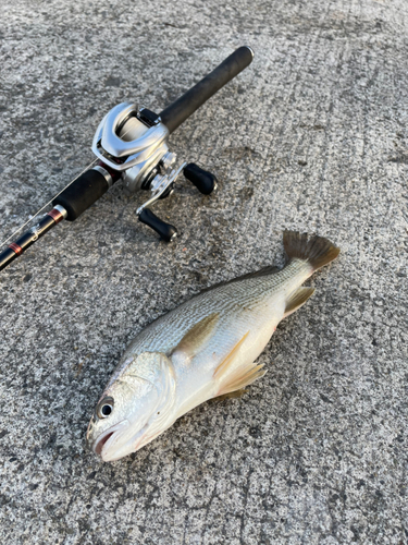 イシモチの釣果