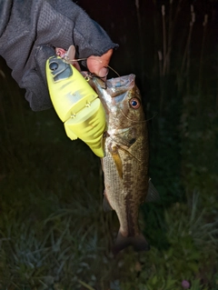 ブラックバスの釣果