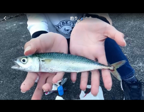 マサバの釣果