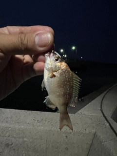 チャリコの釣果