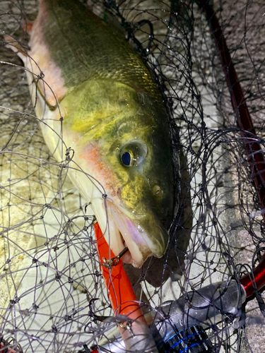 マルタウグイの釣果