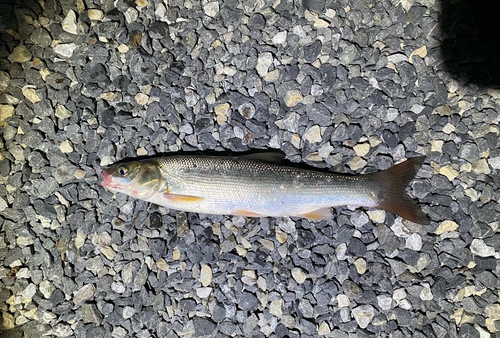 ウグイの釣果