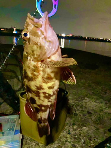 ガシラの釣果