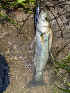 スズキの釣果