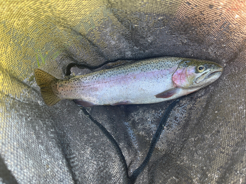 ニジマスの釣果