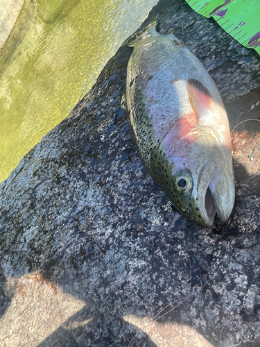 ニジマスの釣果