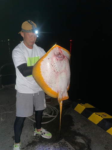 エイの釣果