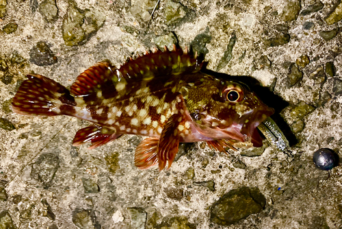 ガシラの釣果