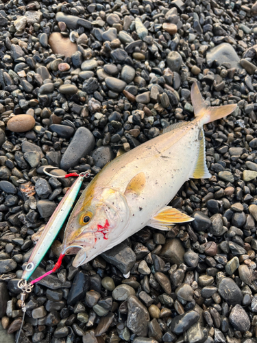 ショゴの釣果