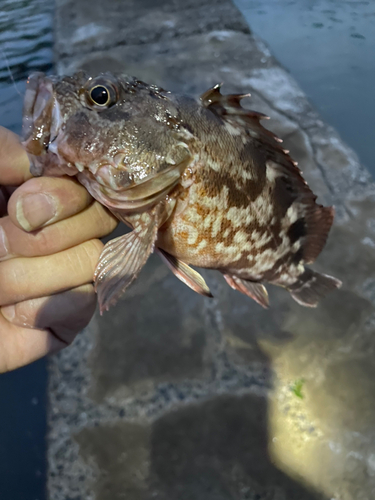 カサゴの釣果