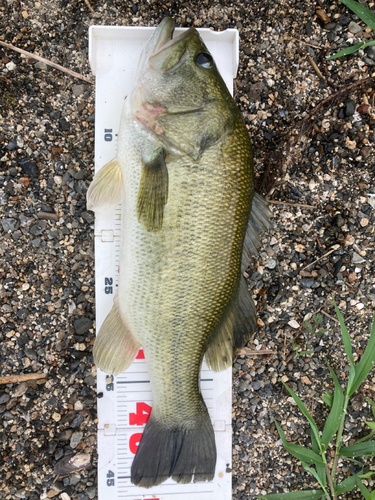 ブラックバスの釣果