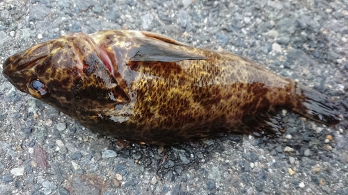 タケノコメバルの釣果